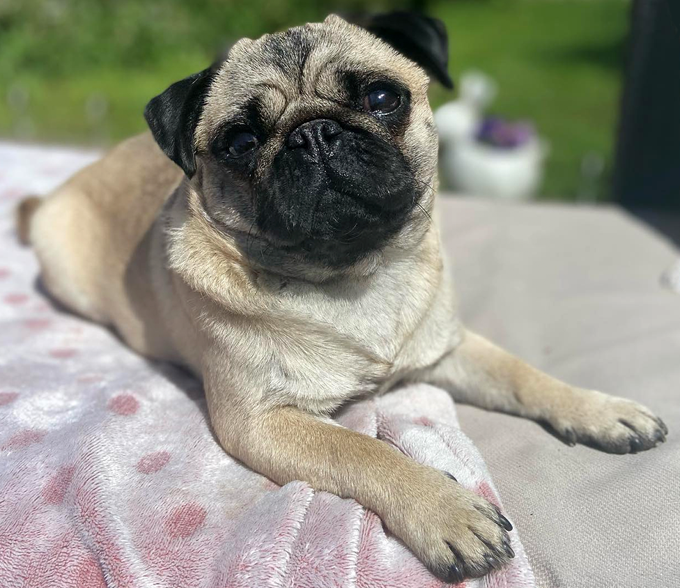 Luna the pug in a garden