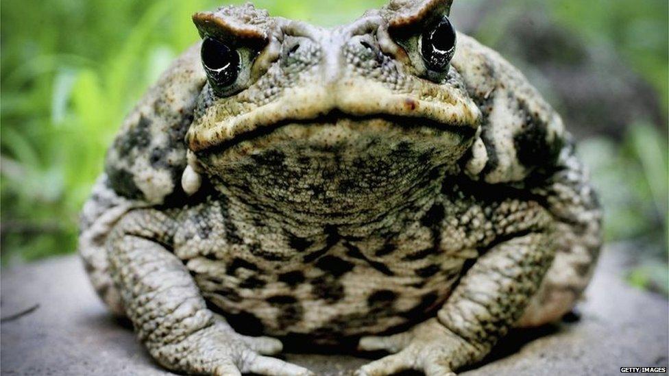 A cane toad