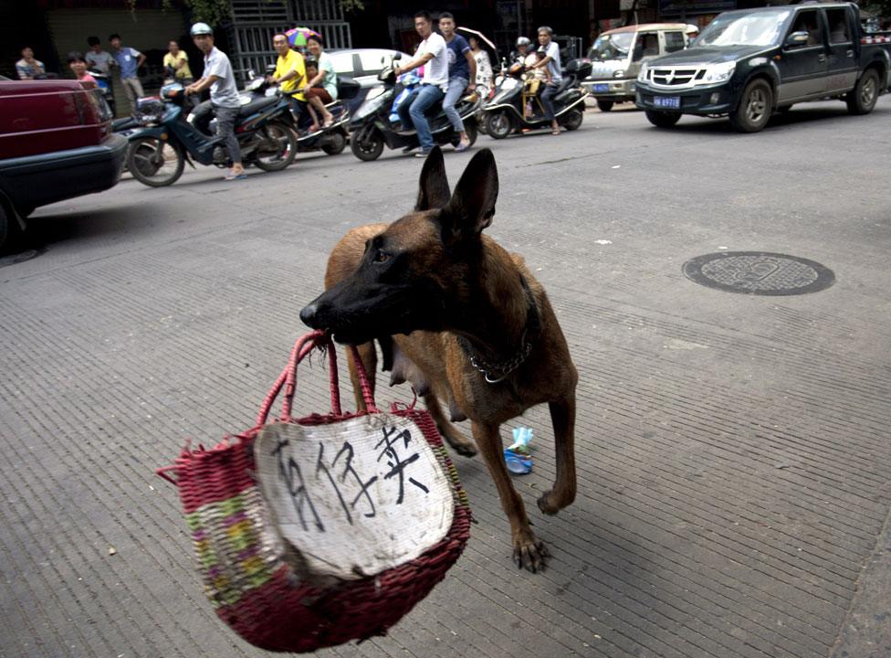 Activists use a dog carrying a basket with a message in Chinese "Child for sale"