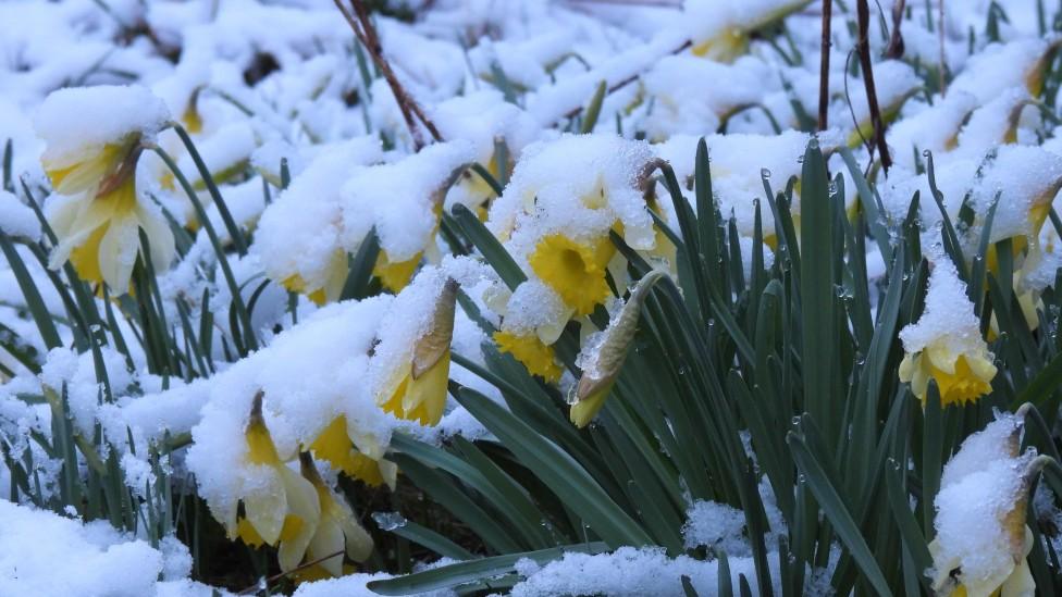 Snow on daffodils