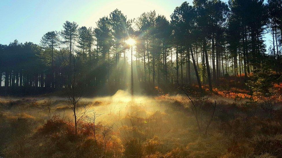 FRIDAY - Wareham Forest