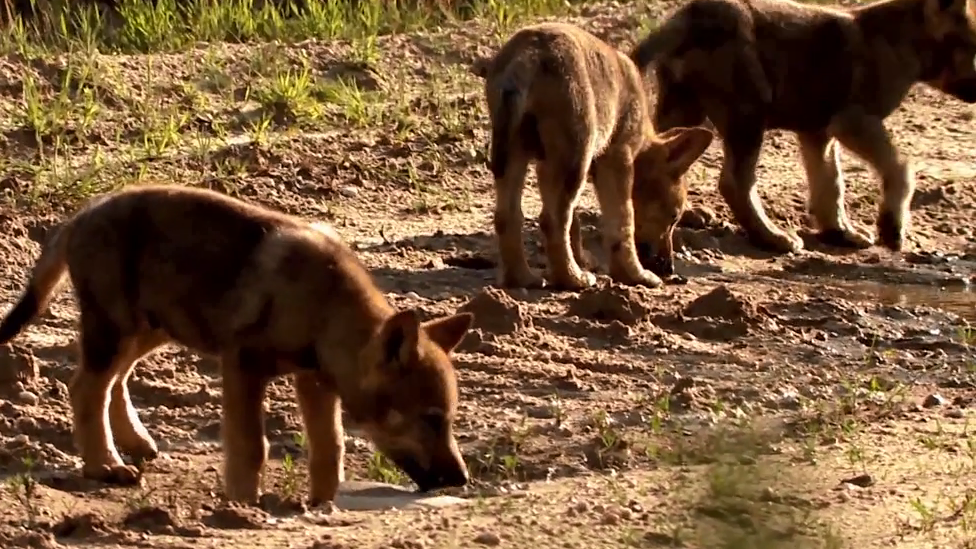 Wolf cubs in Jutland, Denmark, 2018