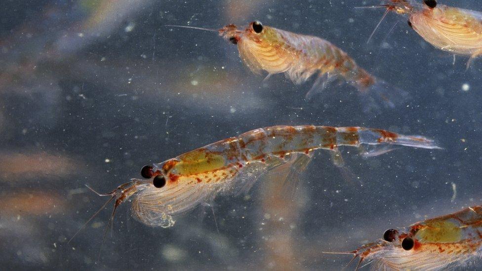 krill