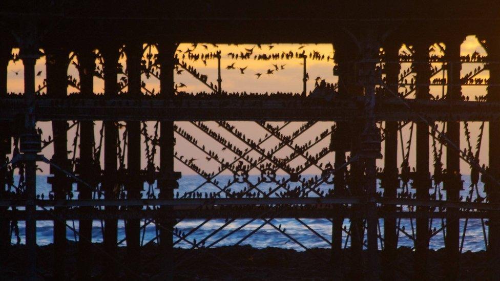 Starlings roosting underneath the pier in Aberystwyth