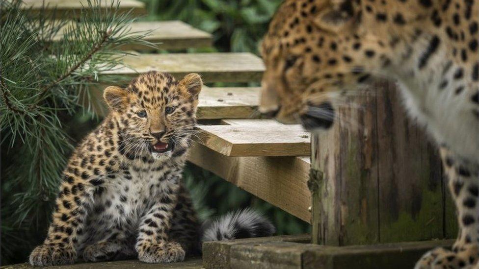 The new cub with its mother Kristen