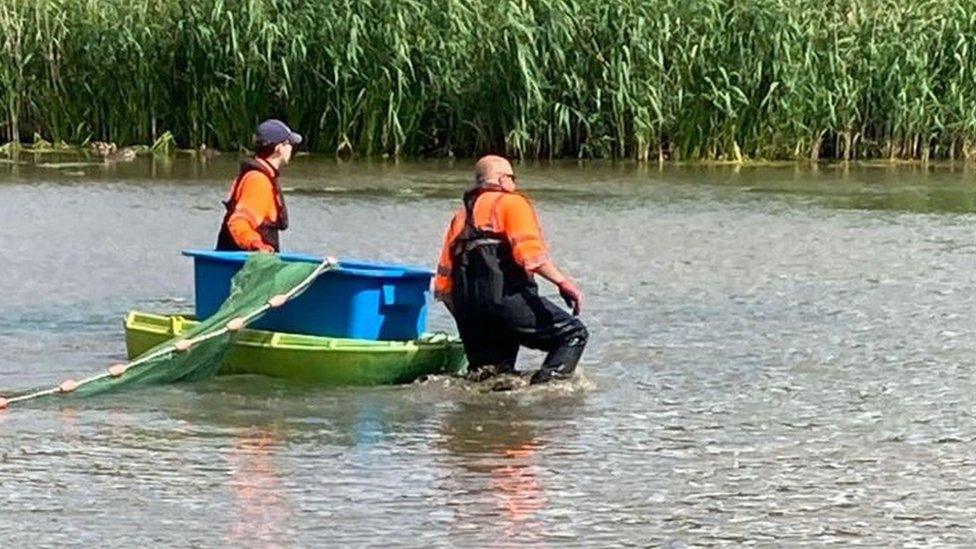 Fish being moved