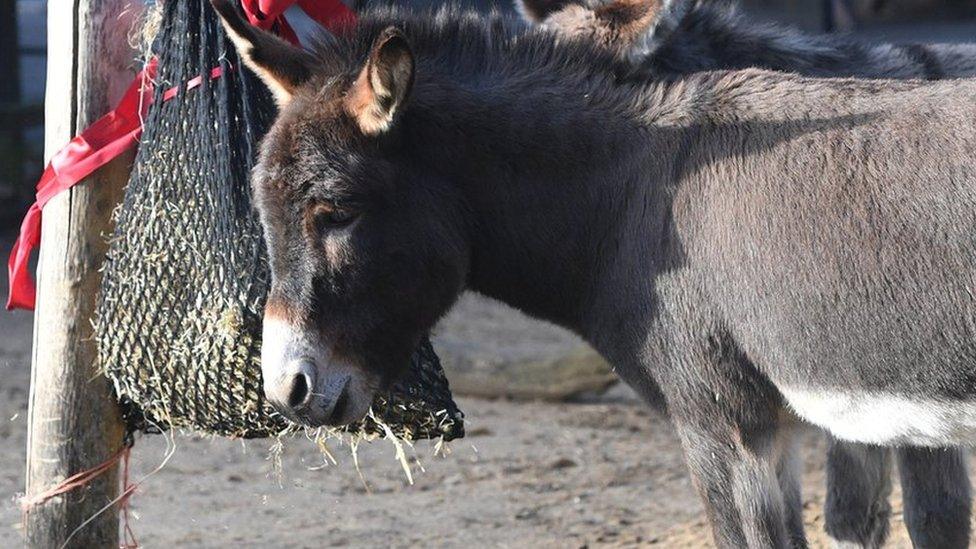 Donkeys, 14 December 2017