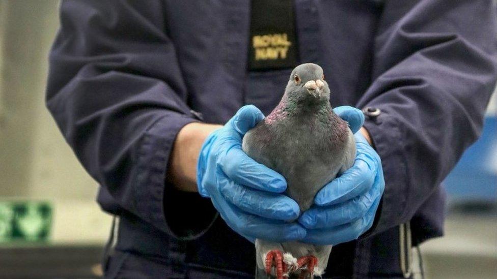 Lost racing pigeon