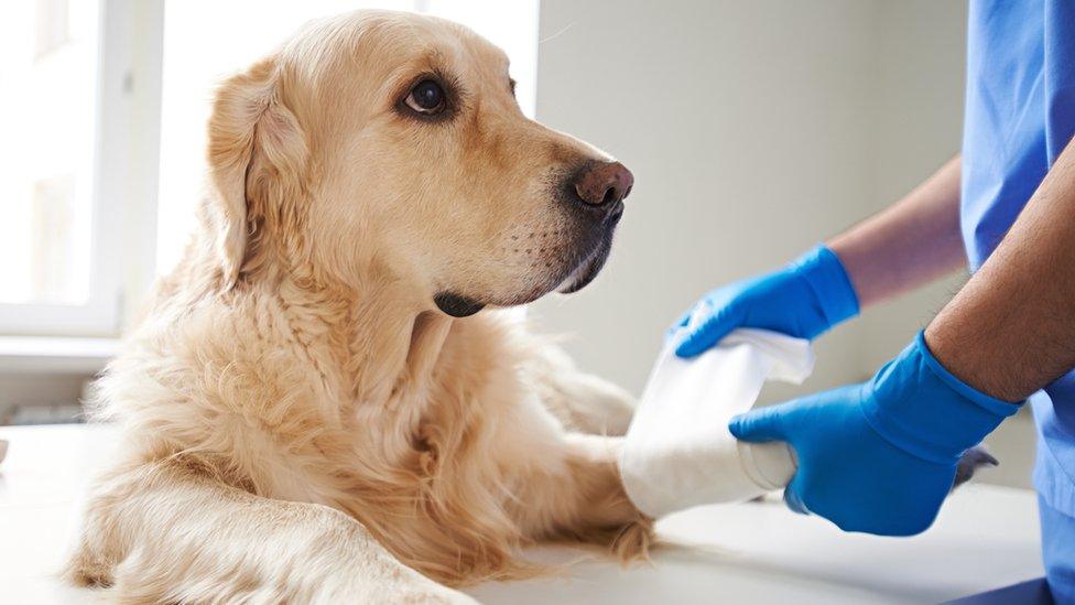 Dog having its leg bandaged