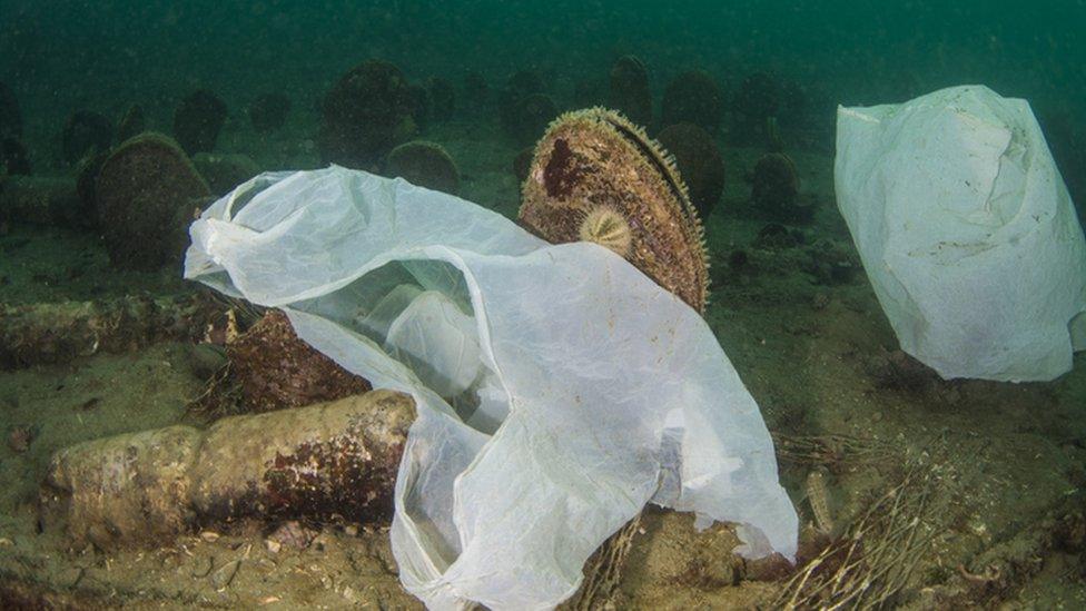 plastic bag on the seabed