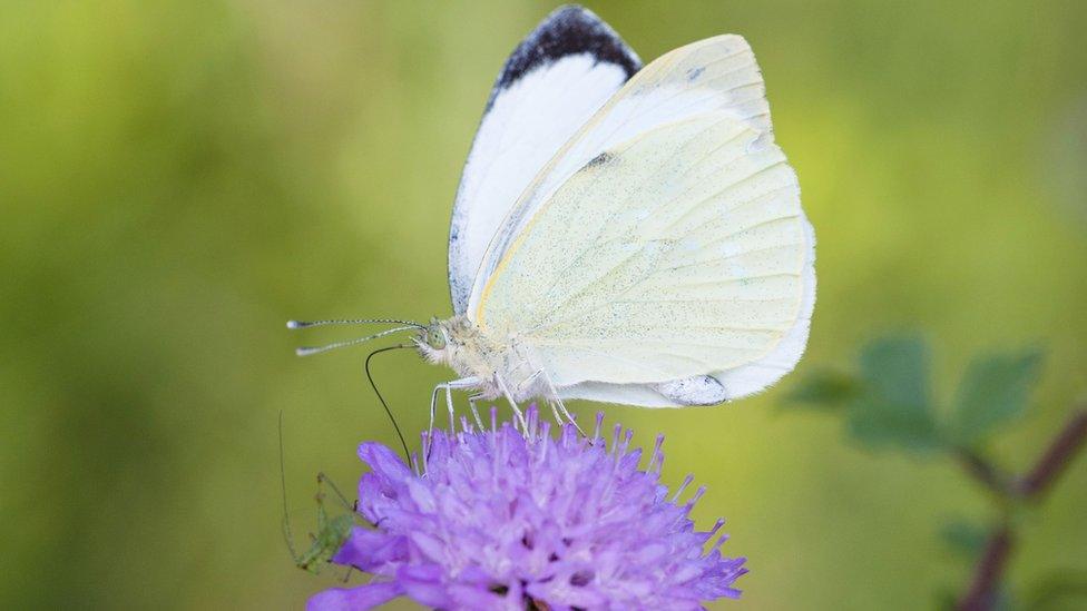 Large white