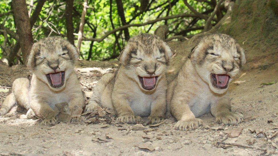 Photograph of three lion cubs taken by Sandeep Kumar, Deputy Conservator of Forests in Gir