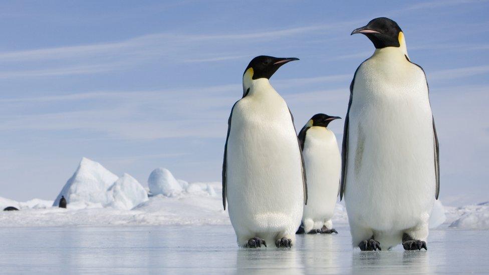 Emperor penguins