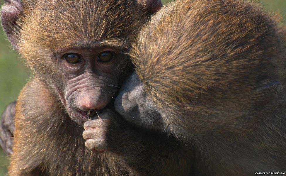 a baboon eating while another peers at its food