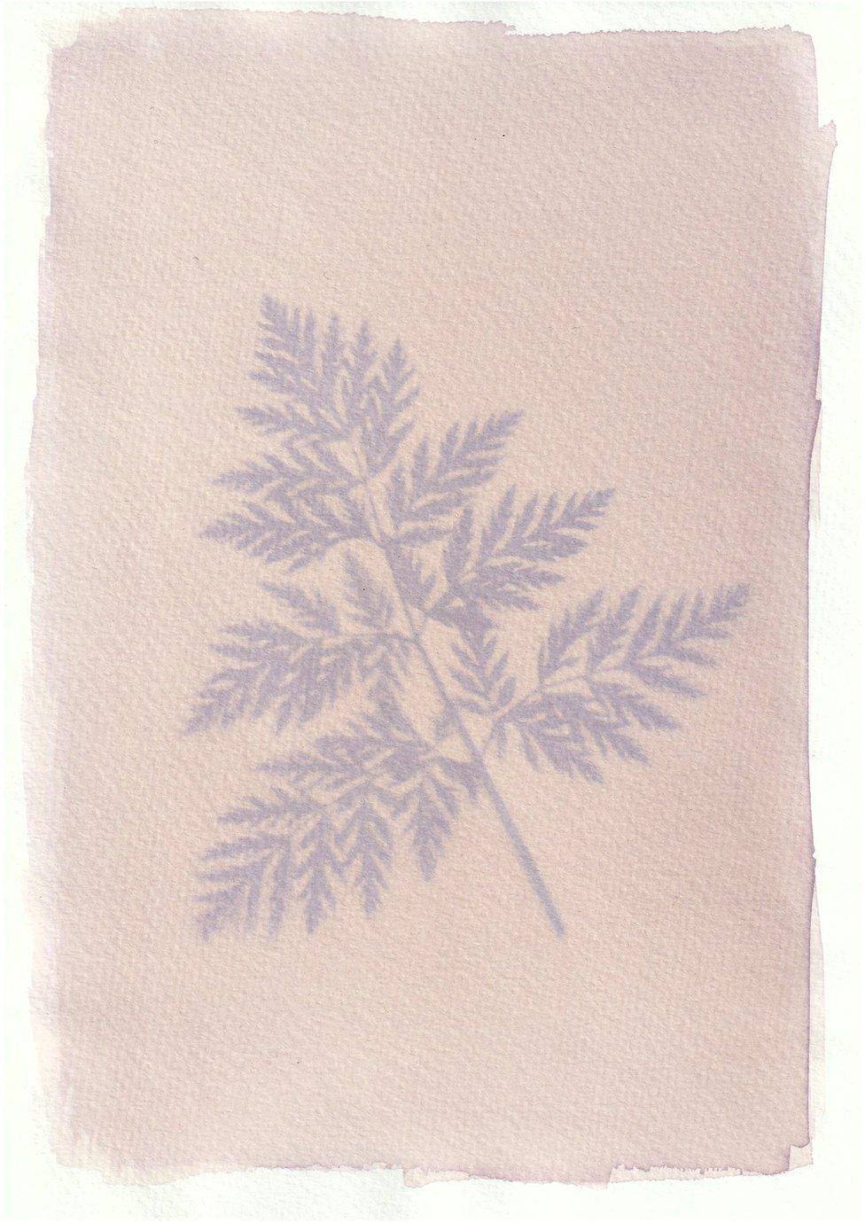 An anthotype print of a purple leaf