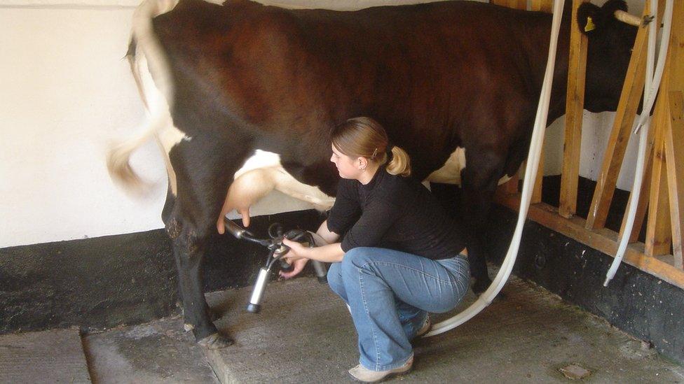 Gloucester cattle being milked