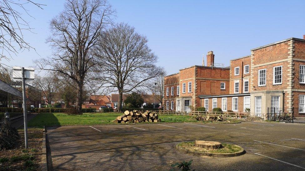 Tree after felling