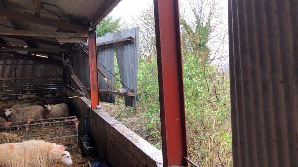 Damage to the shed where the lambs stay