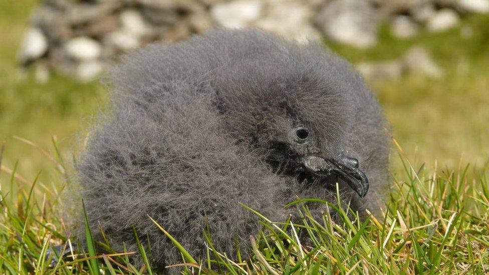 Leach's storm petrel