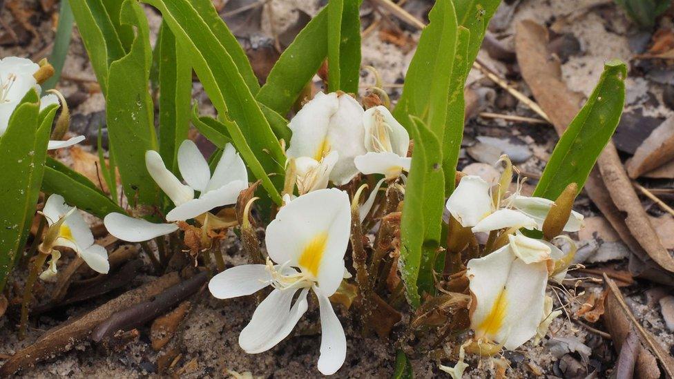 Baphia arenicola or "growing on sand"