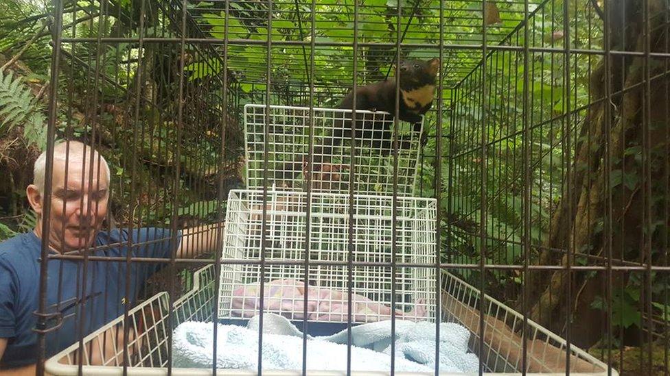 Spot the pine marten released back into the wild