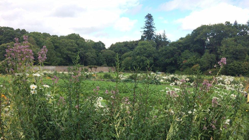 the Victorians mixed fruit, vegetables and flowers in their gardens, a style being replicated here much to the delight of the bees