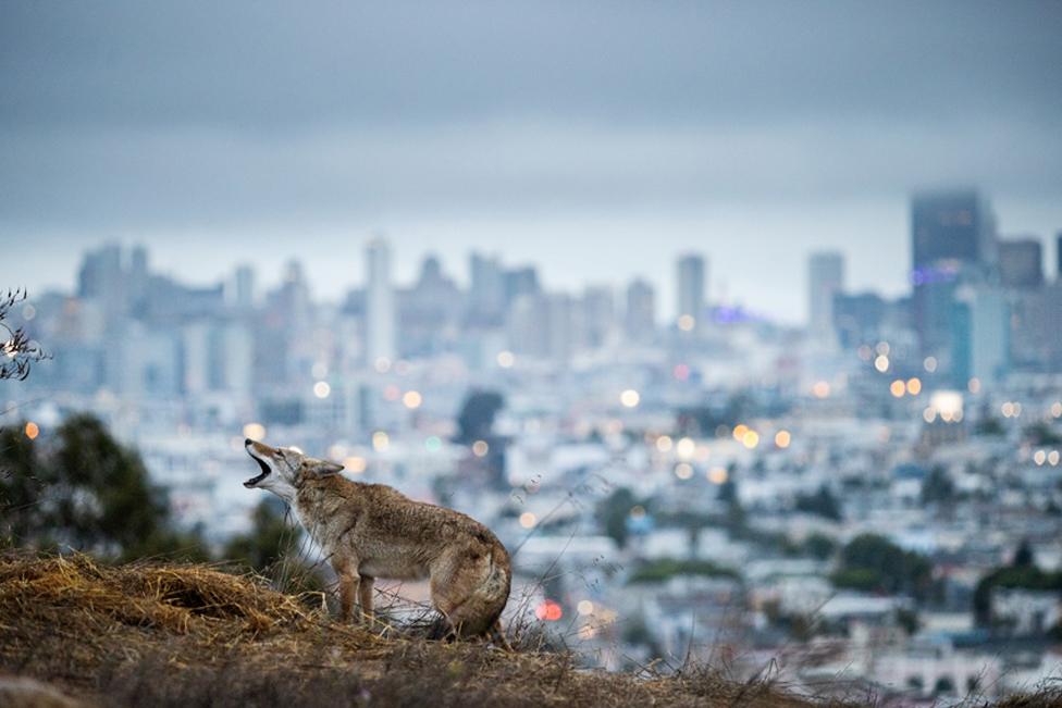 Coyotes roam in San Francisco, California.