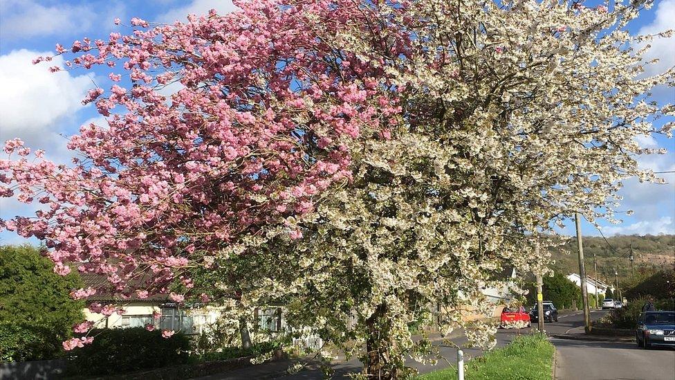 "Strawberries and cream" tree