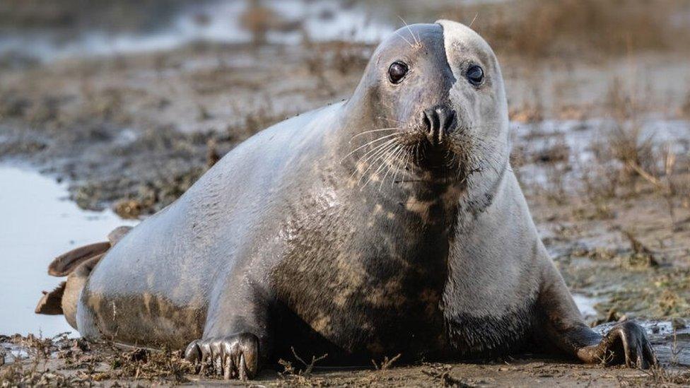 Seal pup at Blakeney