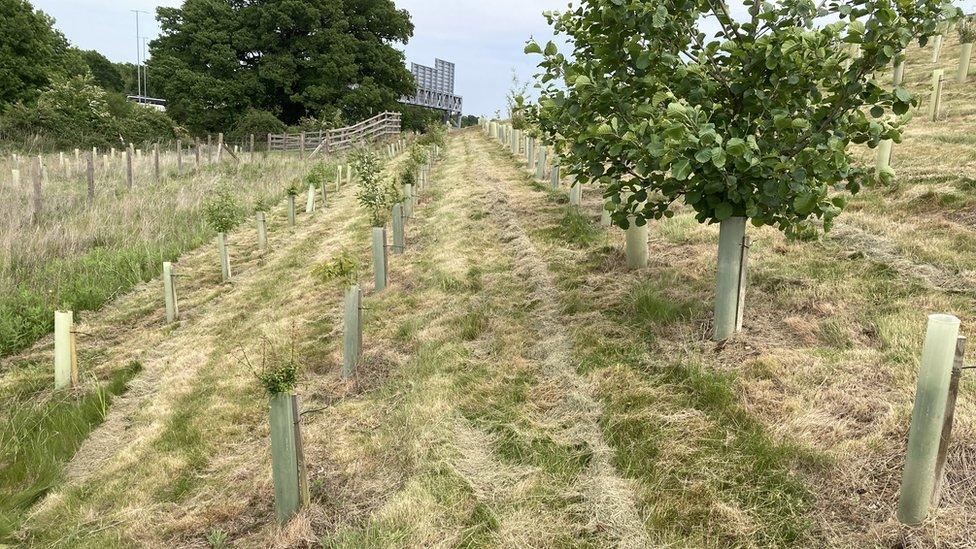 Rows of planted trees growing near a motorway