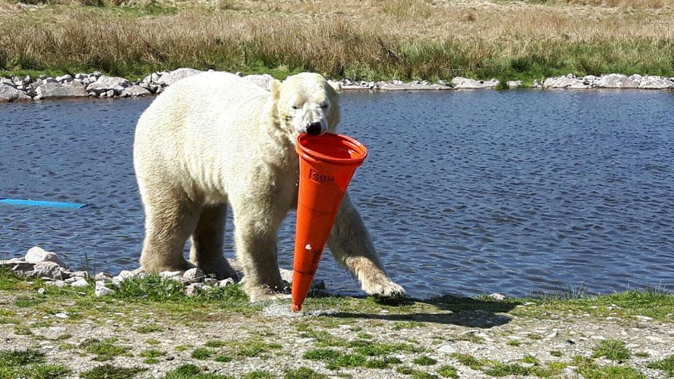 Polar bear with traffic cone