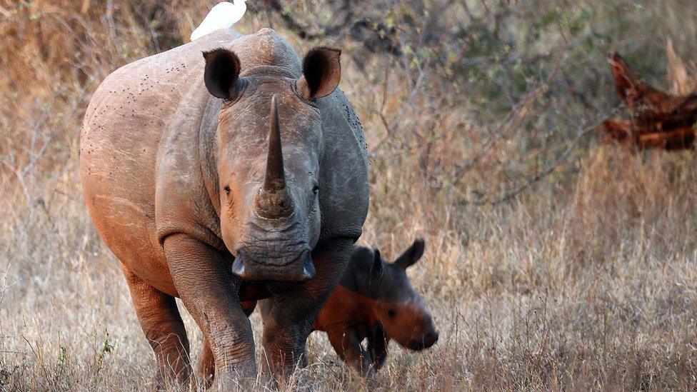 File image of White Rhinoceros in the Kruger National Park, South Africa