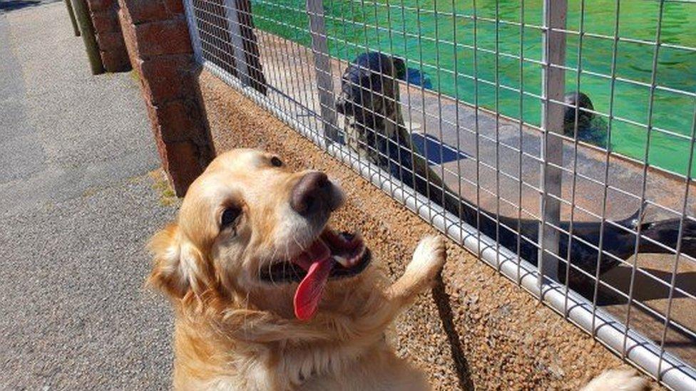 dog-looking-through-the-fence-at-a-seal