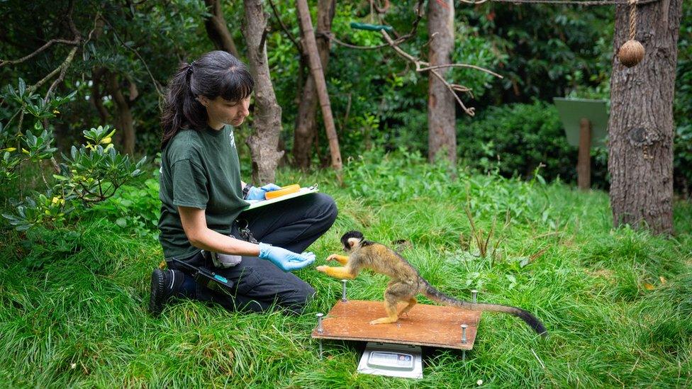 A woman feeding monkey on scales.