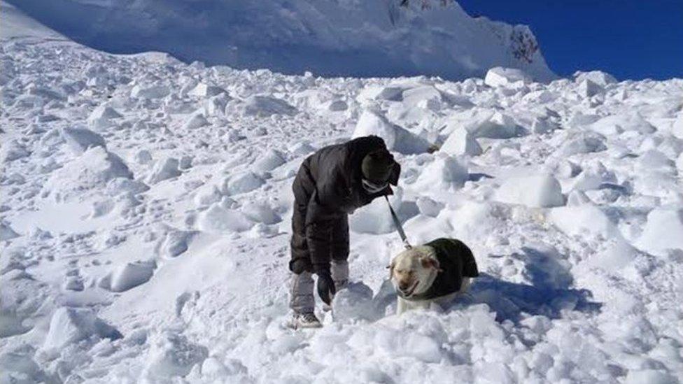 In this handout photograph released by the Indian Defence Ministry on February 8, 2016, Indian army personnel search for survivors after a deadly avalanche on the Siachen glacier.