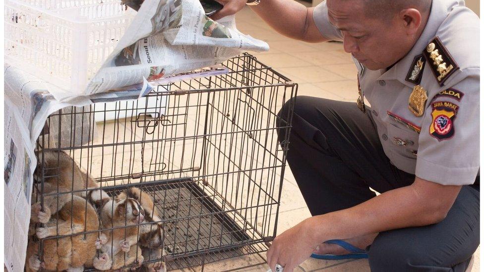 A police officer looks in a cage after rescuing the slow lorises