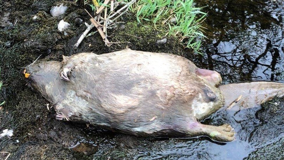 Beaver carcass