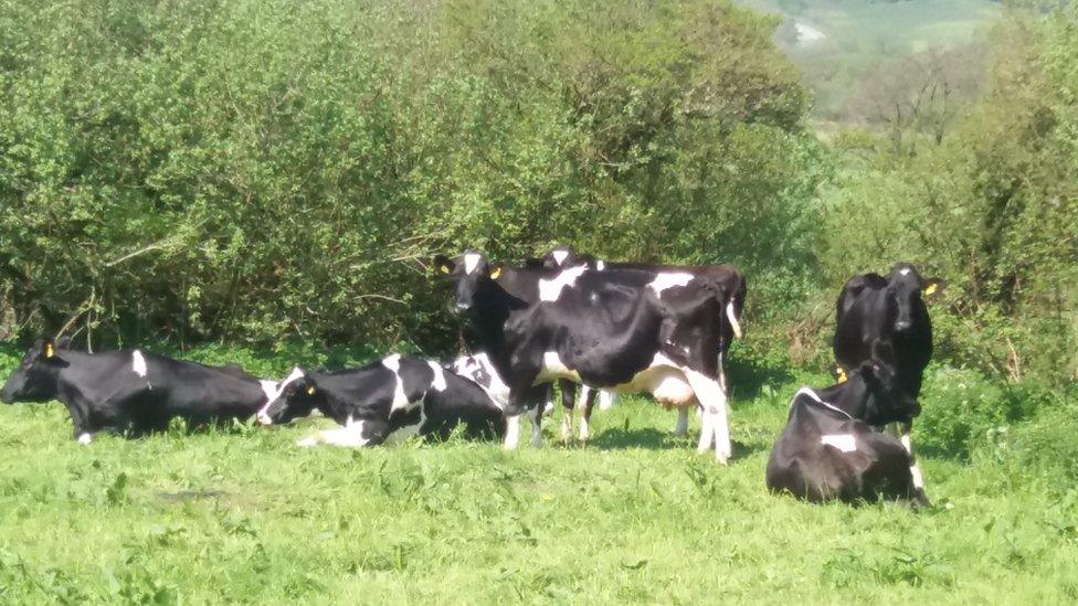 Cows in a field