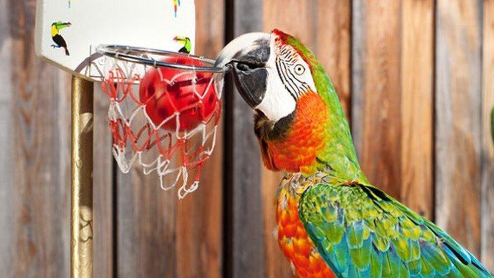 Parrot Zac with his basketball hoop