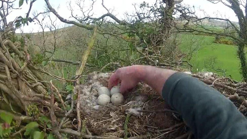 A man places a red kite egg into a nest