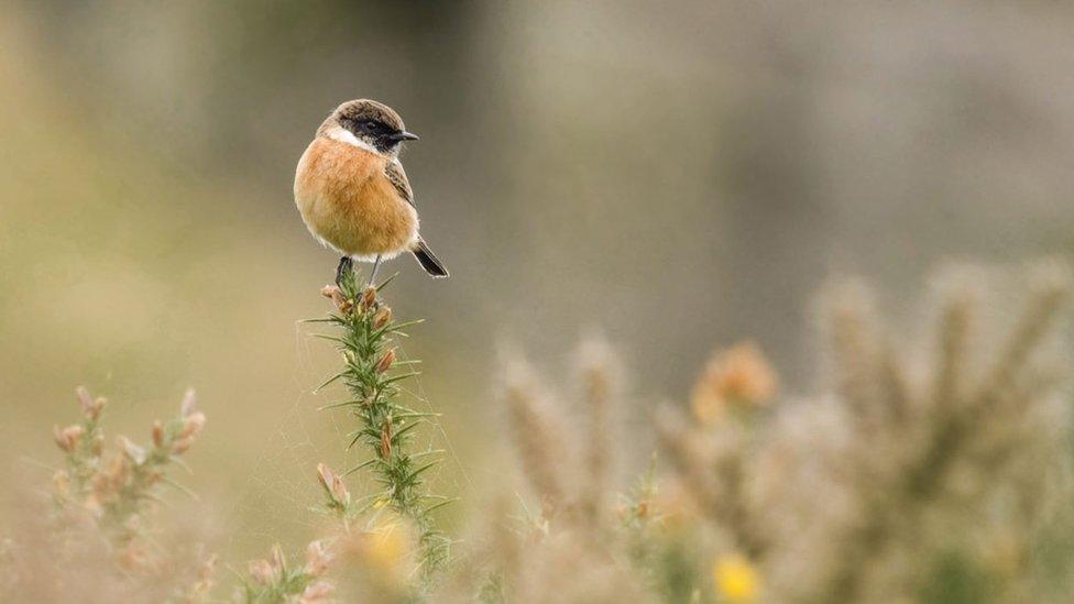 A male stonechat on gorse