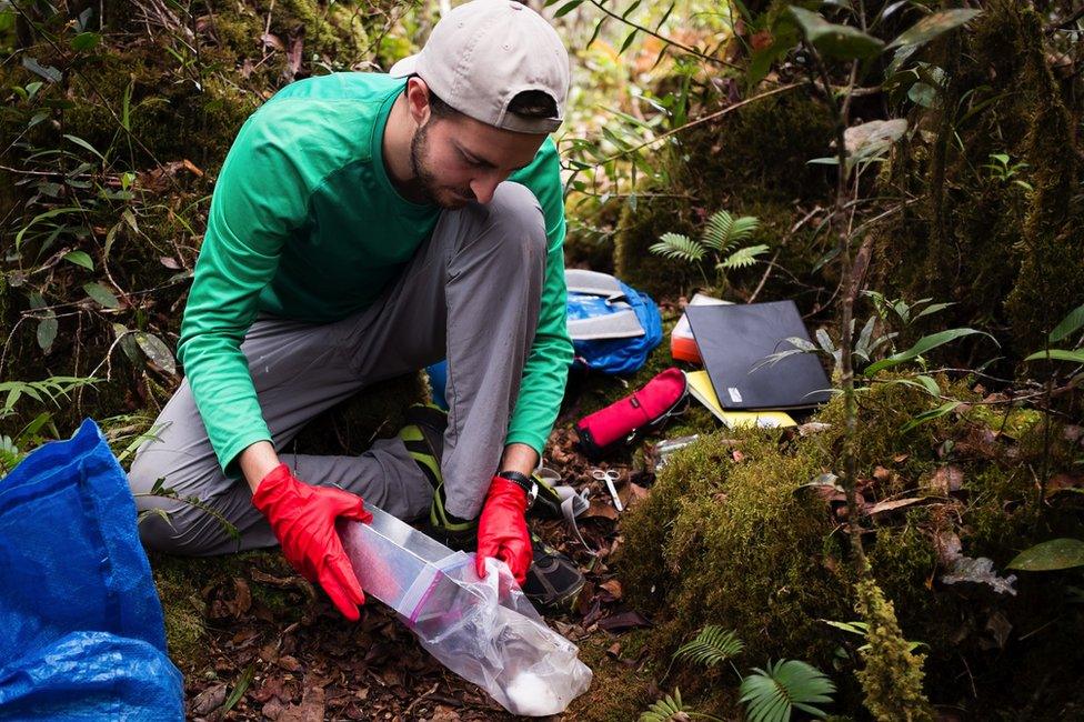 Arlo Hinckley, the study’s lead author and a Margarita Salas Postdoctoral Fellow at the National Museum of Natural History and the University of Seville, sampling soft-furred hedgehogs and other small mammals at the montane forest of Mount Trus Madi, Sabah, Borneo, Malaysia, July 2016