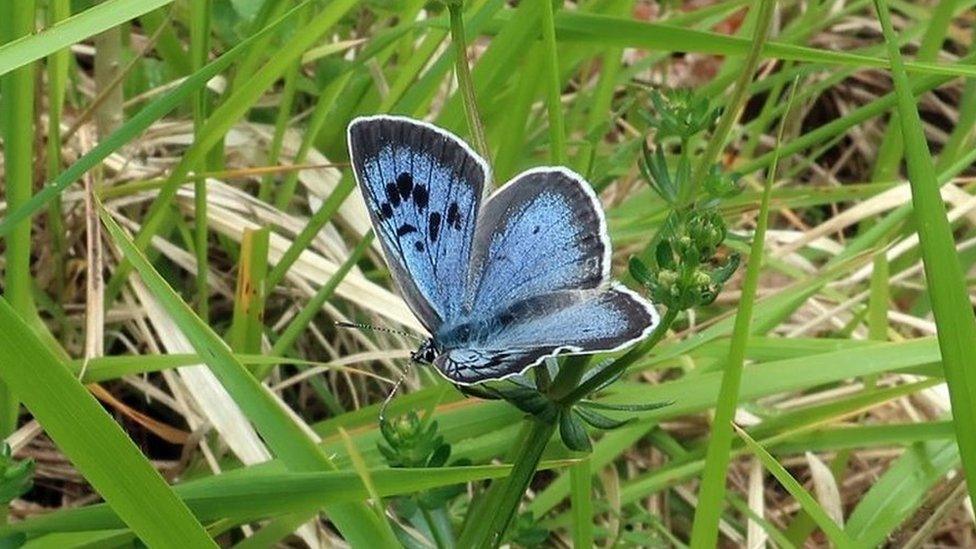 large-blue-butterfly.