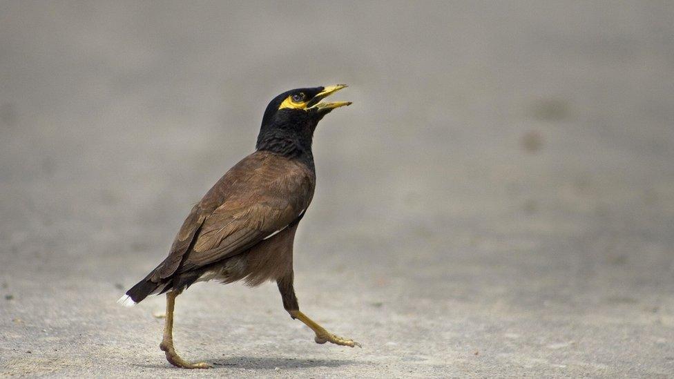 A Common Myna