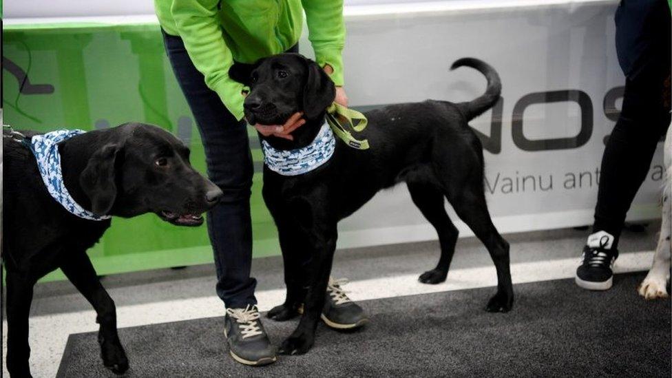 Sniffer dogs Miika (left) and Titta. Photo: September 2020