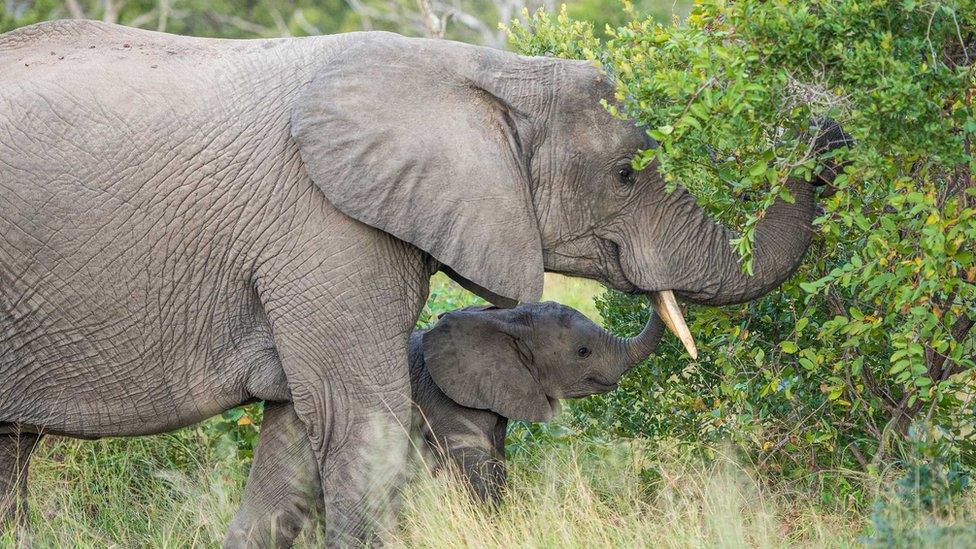 Mother and baby elephants