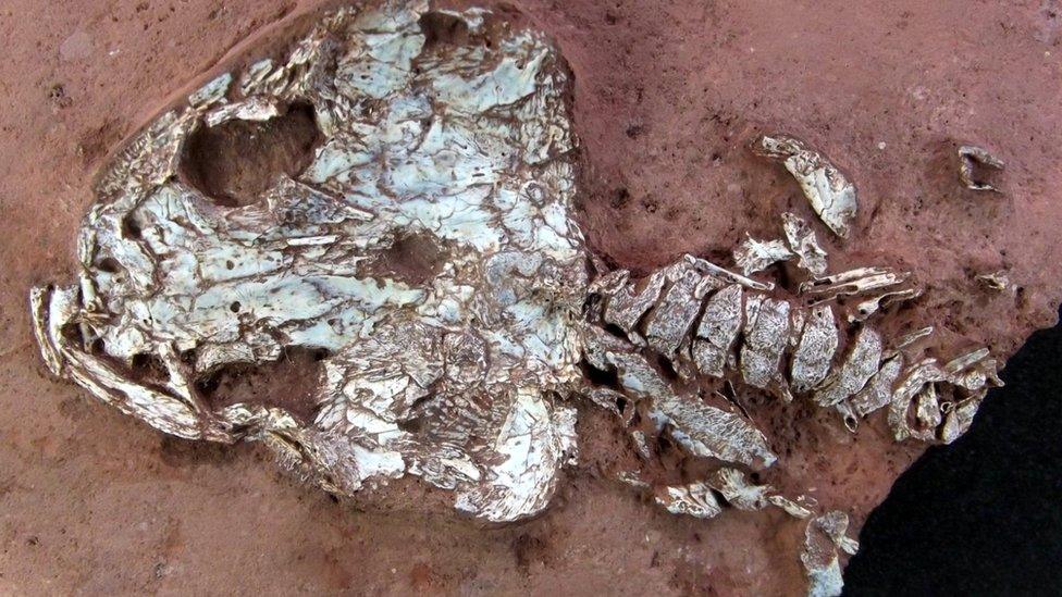 fossilised skull still half-covered by soil