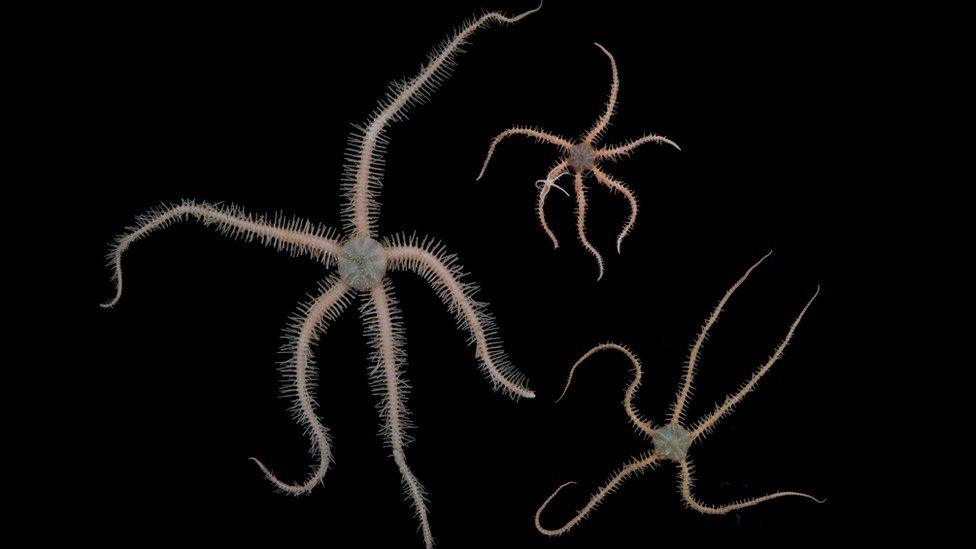 Brittle Stars