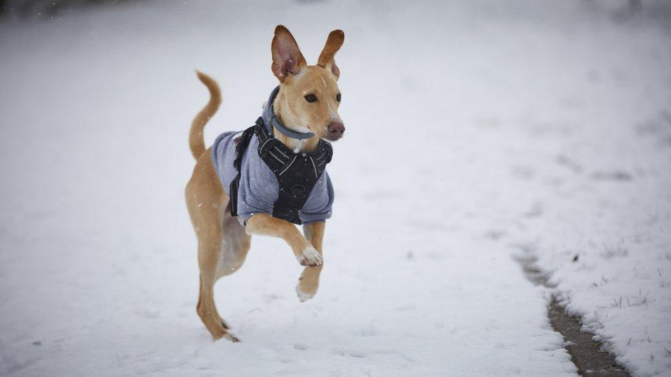 dog-in-snow