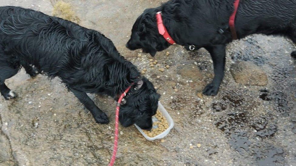 Lottie eating after Gracie has been rescued